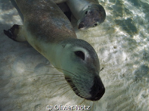 Unforgettable encounter with sea lions at the coast of We... by Olivier Notz 